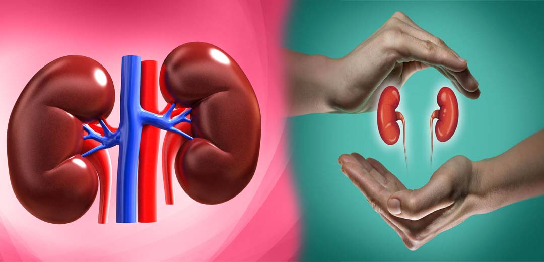 Kidney Function and failure symptoms