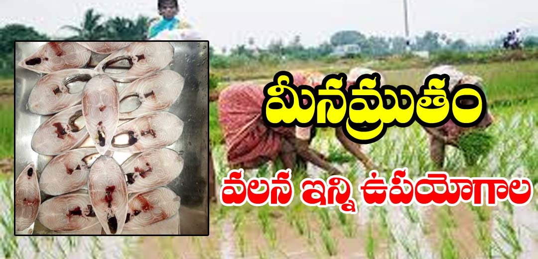 Organic Medicine preparation of Meenamrutham