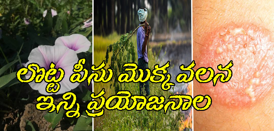 Morning Glory Plant Benefits For Farmer
