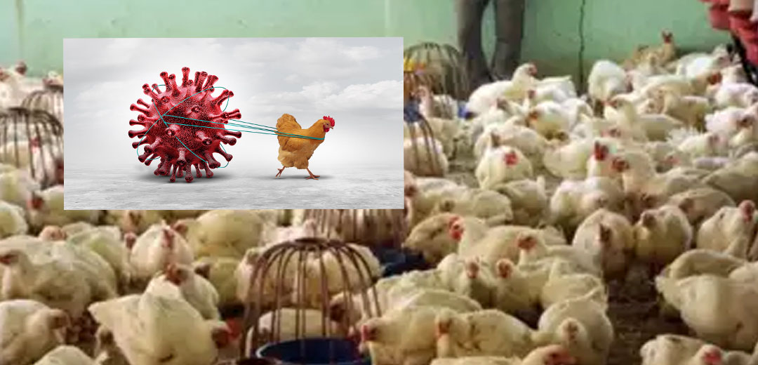 Bird Flu Attacked chicken in Andhra Pradesh