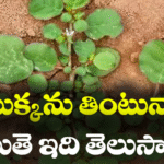 Health Benifits with Galijeru Aaku Punarnavi