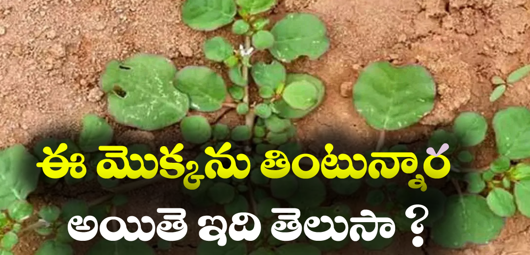 Health Benifits with Galijeru Aaku Punarnavi