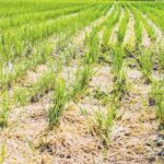 Plant rice once and reap it six times