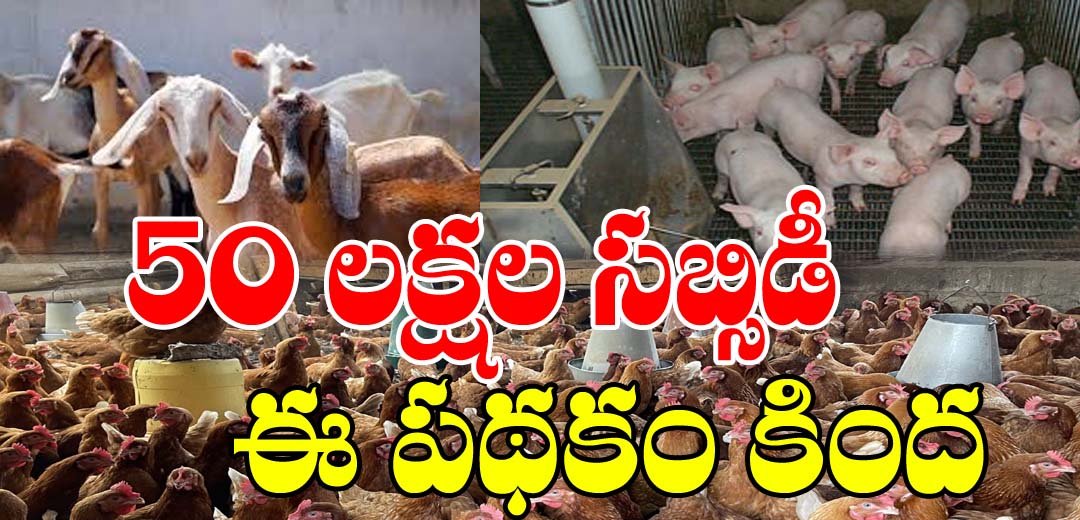 national livestock mission scheme details: నేషనల్ లైవ్ స్టాక్ మిషన్ కింద కోటి తీసుకుంటే 50 లక్షల సబ్సిడీ 1 national livestock mission scheme details