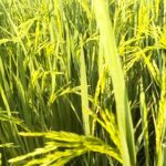 CM Revanth Reddy Good News to the farmers