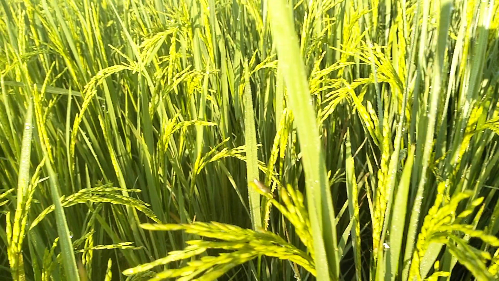 CM Revanth Reddy Good News to the farmers