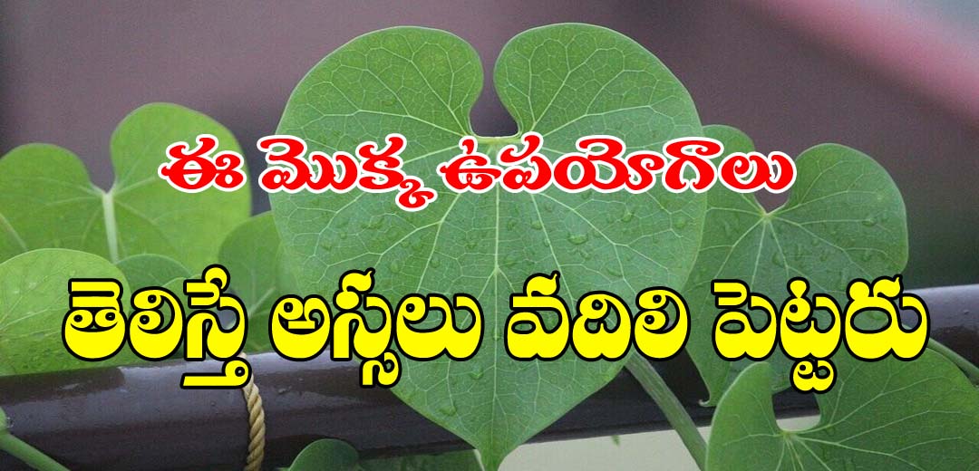 Thippa teega Health Benifits