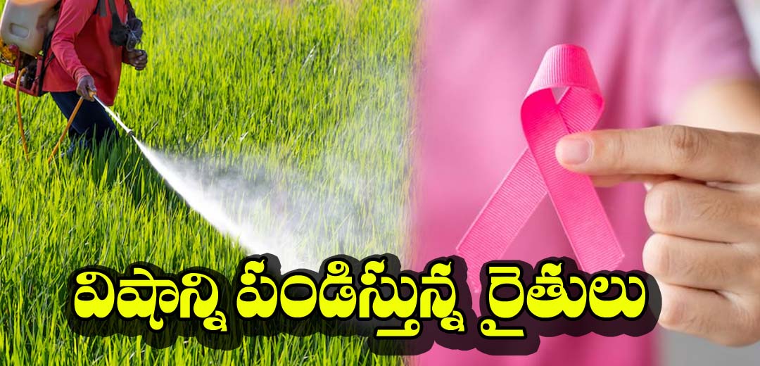 Farmers are using Hevy Pesticides for Crop