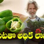 Hevy Market Demand Crop In Telanagan