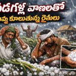 Farmers suffered with unexpected hevy rains