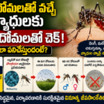 male-mosquitoes-wolbachia-debug-project-disease-control