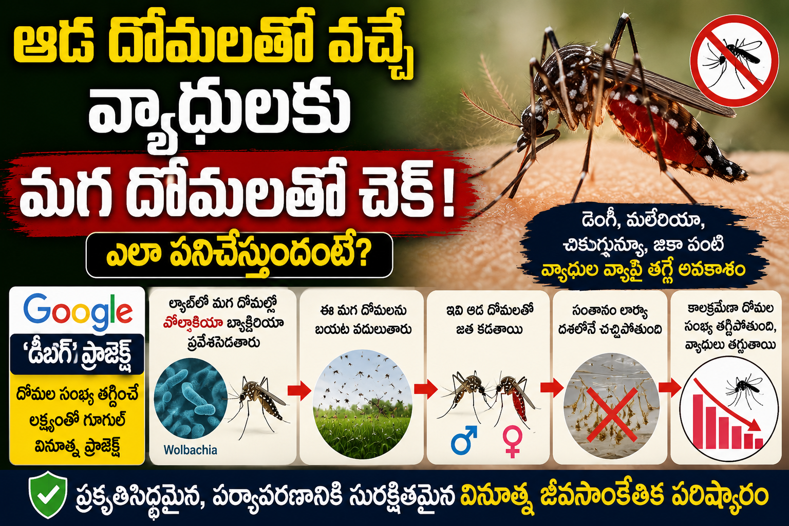 male-mosquitoes-wolbachia-debug-project-disease-control