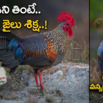 wildlife-protection-act-jungle-fowl-hunting-punishment