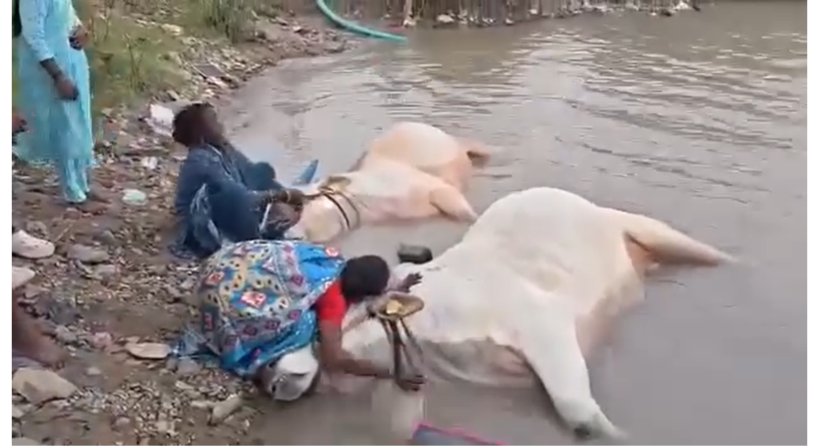 kurnool-farmer-bulls-death-tungabhadra-compensation
