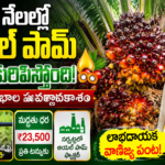 rajanna-sircilla-oil-palm-farming-profit-subsidy-telangana
