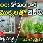 natural-mosquito-repellent-plants-in-telugu
