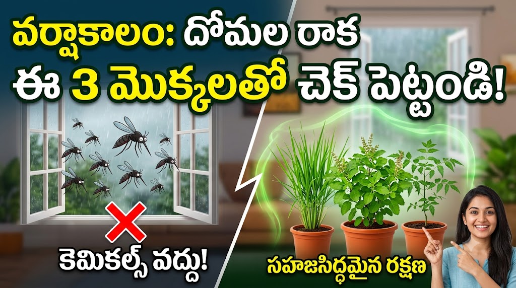 natural-mosquito-repellent-plants-in-telugu